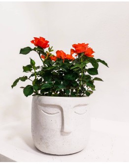 FLOWER POT FACE CYCLADES WHITE